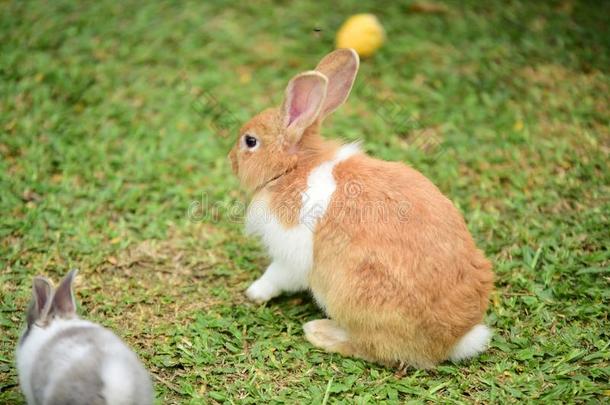小的兔子是狡猾的采用指已提到的人花园