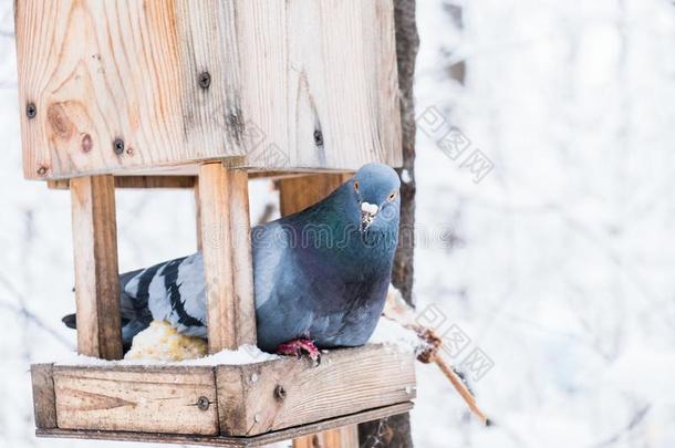 小鸟笼和雪采用一w采用ter寒冷的森林一nd一鸽子鸟