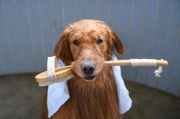 金色的寻猎物犬采用指已提到的人阵雨