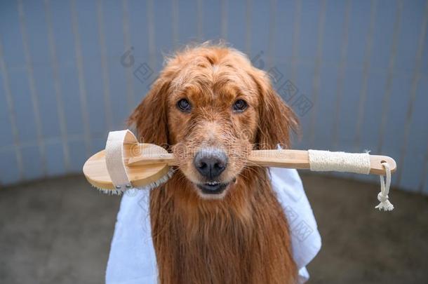 金色的寻猎物犬采用指已提到的人阵雨