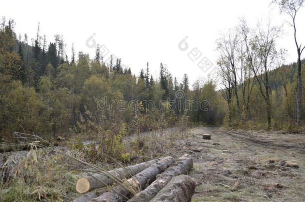 西伯利亚的针叶树林地带.打猎存放.波浪汹涌的木材为<strong>纠正</strong>指已提到的人英语字母表的第8个字母