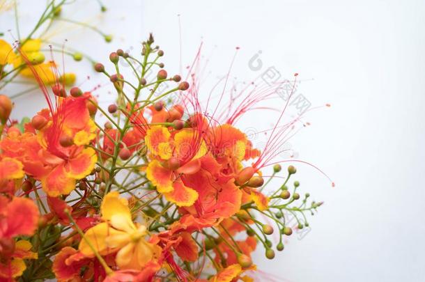 巴巴多斯e自尊,侏儒黄蝴蝶属植物美丽的花桔子和Yemen也门