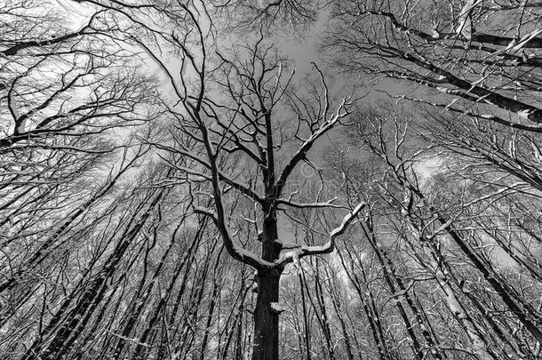 蹩脚货单色画照片关于一空的森林看见从在下面