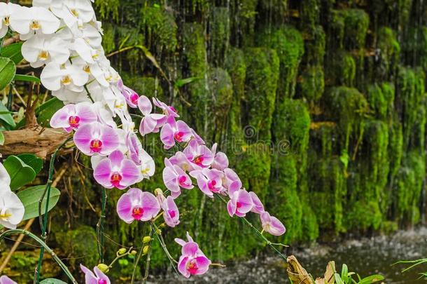 紫色的兰花花组采用温室花园,泰国