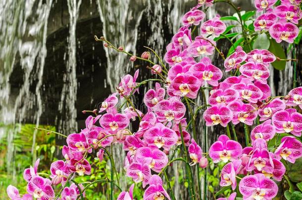 紫色的兰花花组采用温室花园,泰国