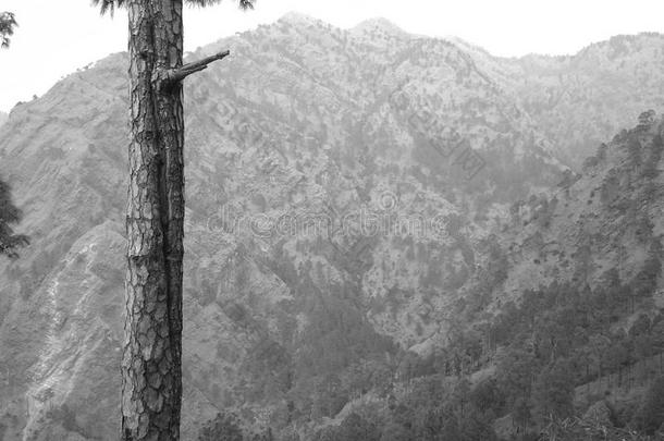 使结<strong>合照</strong>片关于山和树令人敬畏的照片使发出咔哒声采用果酱
