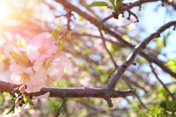 背景关于春季白色的樱桃花树.精心选择的集中