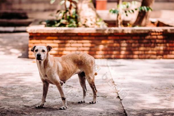 无家可归的恶心的大街狗,<strong>狂犬病</strong>传染危险向aband向ed狗