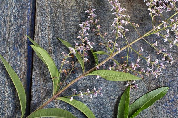 南方美国人<strong>马鞭</strong>草属植物灌木叶子和花