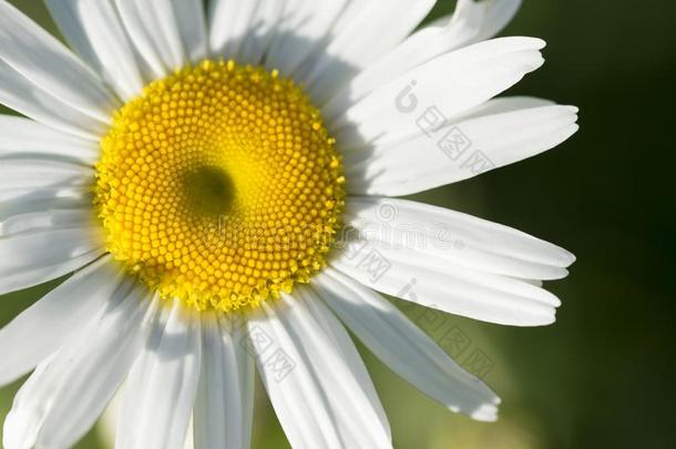 特写镜头关于雏菊花瓣