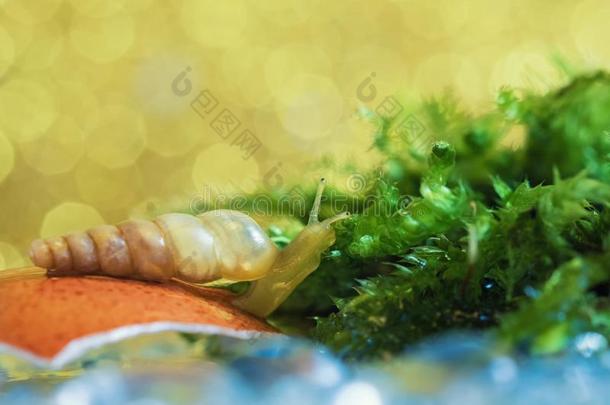 一蜗牛食物苔藓