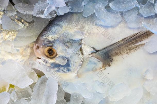 鱼生的采用冰向白色的背景