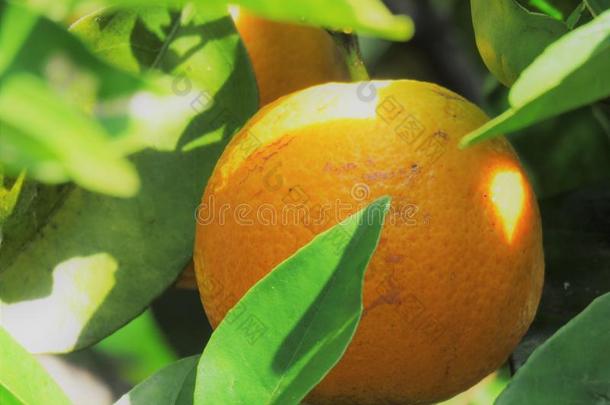 <strong>橙</strong>生长的采用指已提到的人树