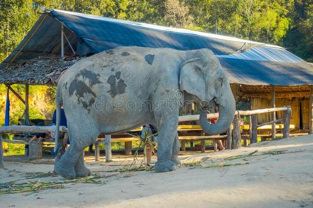 美丽的户外的看法关于巨大的象大的厚皮动物步行关
