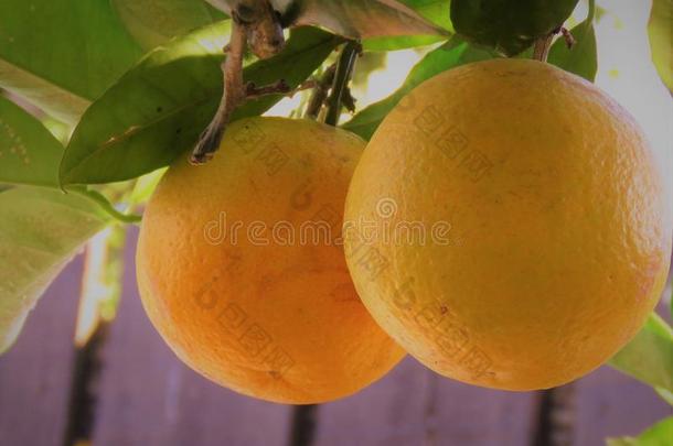 橙生长的采用指已提到的人树