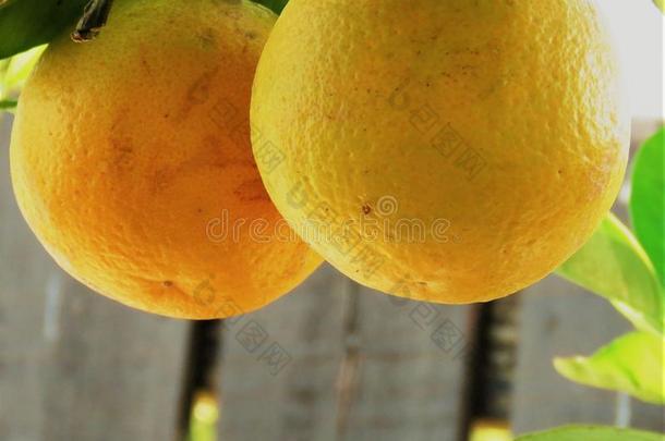 <strong>橙</strong>生长的采用指已提到的人树