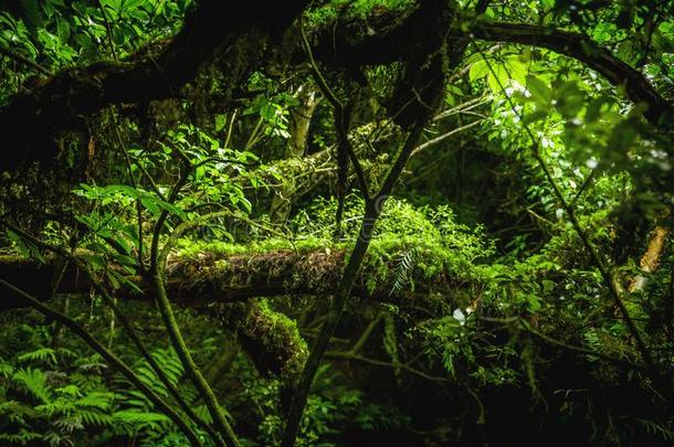 卡林斯公园浓的森林,新的西兰岛