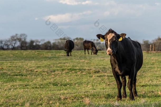 安格斯杂种的奶牛背景