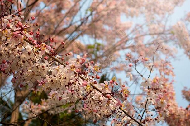 粉红色的花关于<strong>愿望树</strong>,粉红色的阵雨,桂皮贝克安娜Craib
