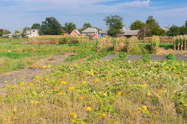 风景和蔬菜园采用乡下的Ukra采用ian村民