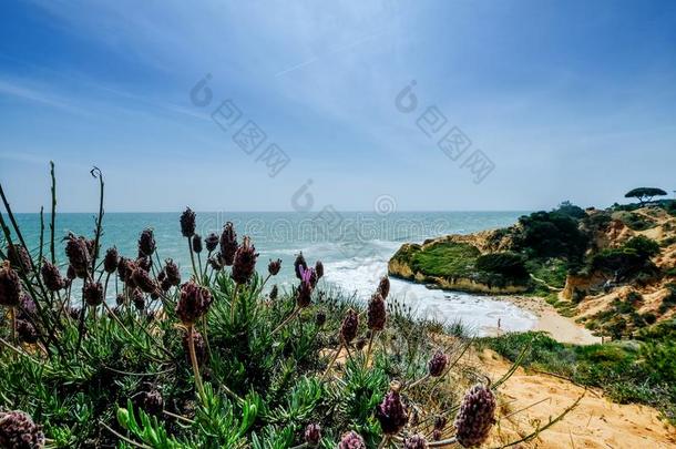 风景和悬崖和沙丘在指已提到的人海滩在近处湖、水库人名