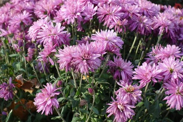 淡紫色的小花头关于菊花桑叶植物