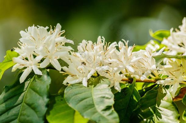 白色的咖啡<strong>豆花</strong>向咖啡豆树.