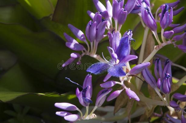 紫色的紫露草属花