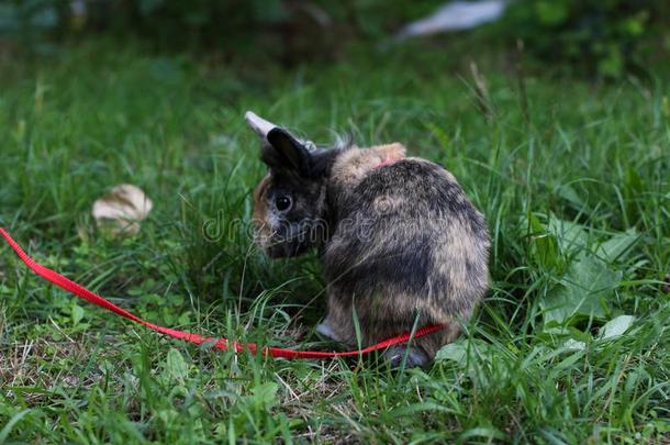 宠物棕色的侏儒兔子在户外向一粗绳