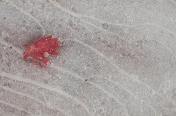 红色的枫树叶子捕集的采用冰