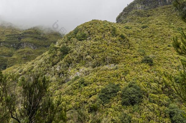 马德拉白葡萄酒山