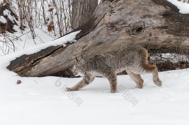 加拿大人的猞猁猞猁卡纳登西斯主茎左边的