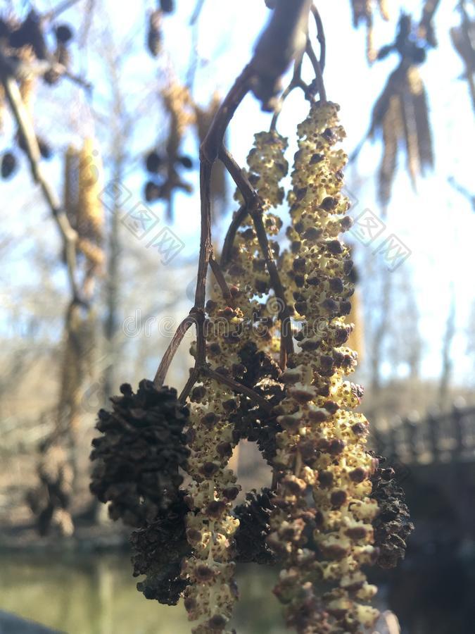 桤木赤杨树开花采用中央的公园采用曼哈顿采-包图企业站