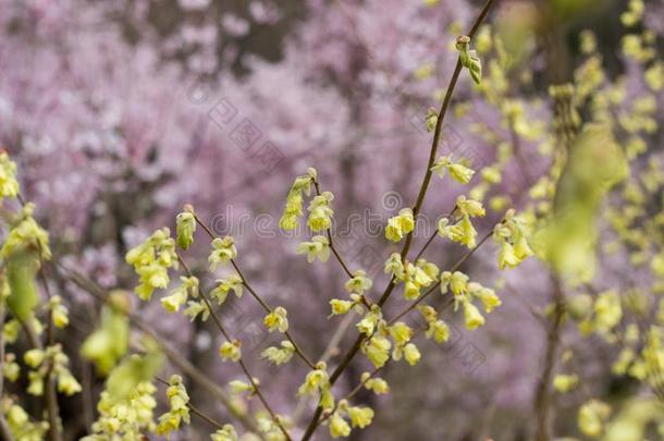 微妙的苍白的黄色的花关于Hyugamizuki和粉红色的樱桃blower<strong>鼓风机</strong>