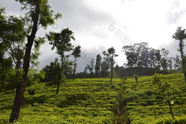 自然和山茶水国家采用斯里兰卡