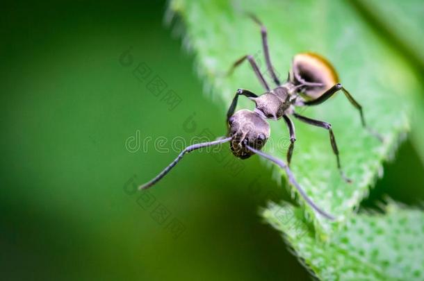 蚂蚁肖像,黑的蚂蚁向绿色的树叶