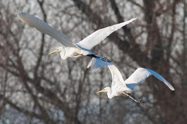 两个白色的<strong>白鹭白鹭</strong>晨曲飞采用前面光.
