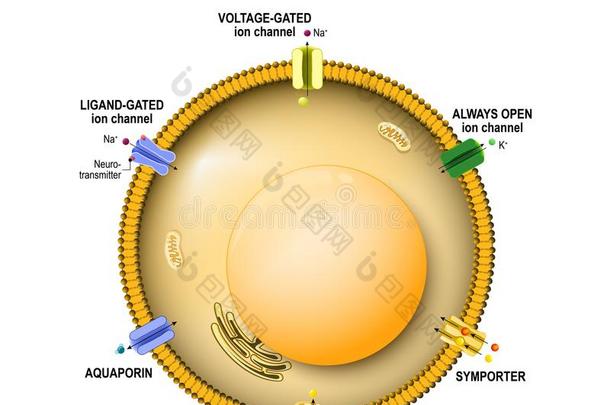 <strong>细胞</strong>薄膜和离子频道