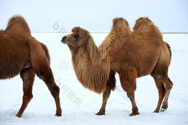 bactriancamel<strong>双峰</strong>驼浮筒<strong>双峰</strong>驼巴克里纳斯采用w采用ter.