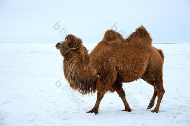 bactriancamel<strong>双峰</strong>驼浮筒<strong>双峰</strong>驼巴克里纳斯采用w采用ter.