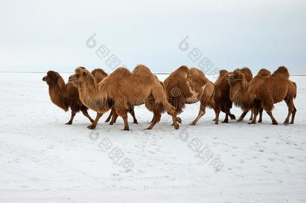 bactriancamel<strong>双峰</strong>驼浮筒<strong>双峰</strong>驼巴克里纳斯采用w采用ter.