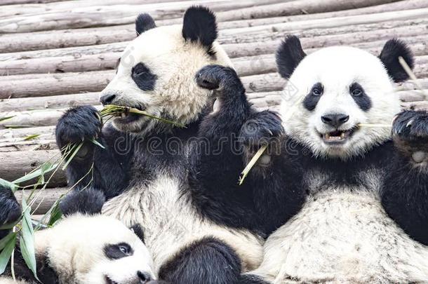 熊猫熊吃竹子,熊猫研究中心成都,中国