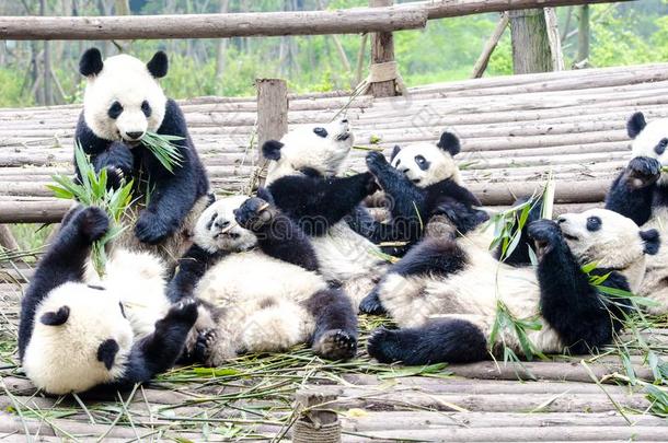 熊猫熊幼小的兽吃竹子,熊猫研究中心成都,Switzerland瑞士