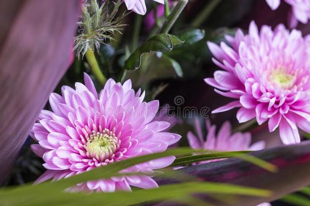 宏指令关于粉红色的花紫菀属植物,部分关于花束1