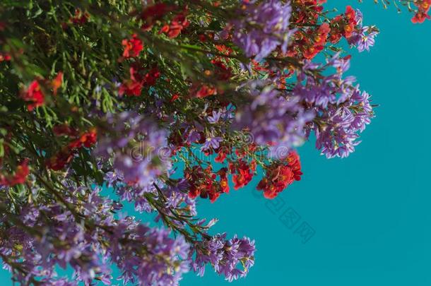 富有色彩的安排关于花采用花和一Vibr一nt蓝色天