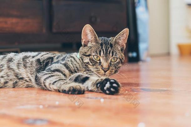 懒惰的年幼的平纹猫说谎向木制的地面采用房屋.
