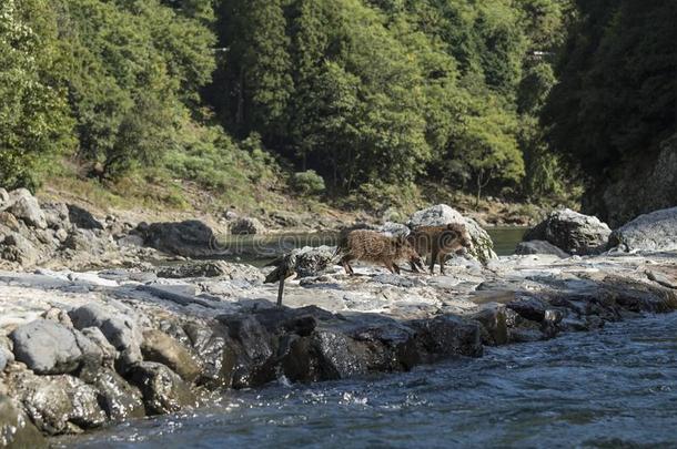 日本人野生的公猪黑色亮漆