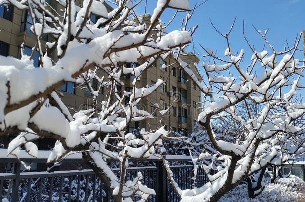 雪-科维德风景