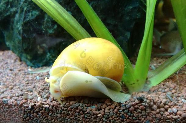 普通的苹果蜗牛关于水族馆