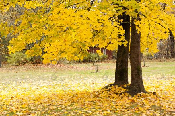 美丽的秋公园和黄色的枫树树叶.